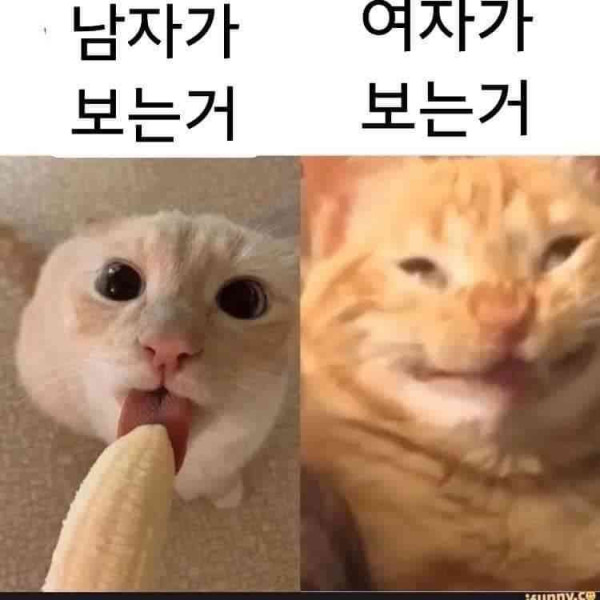 남녀 관계시 서로 보는것