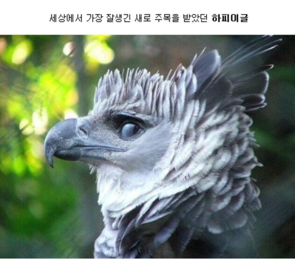 세상에서 가장 잘생긴 독수리