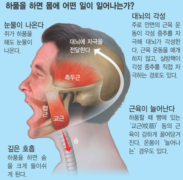 하아품