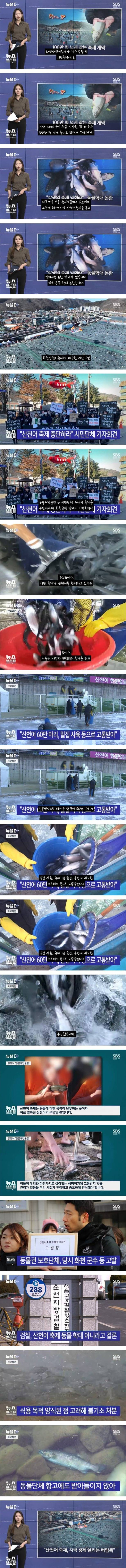 산천어 축제가 동물학대라는 단체